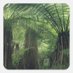 Nieuw-Zeeland, Haast Valley, Westland, Zachte boom Vierkante Sticker