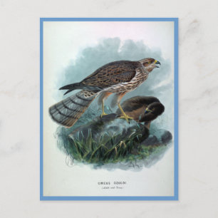 Nieuw-Zeeland Harrier  Bird Illustration Briefkaart