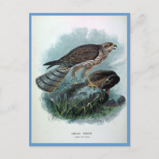 Nieuw-Zeeland Harrier Bird Illustration Briefkaart