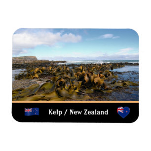 Nieuw-Zeeland, Kelp Coast - Curio Bay/The Catlins Magneet