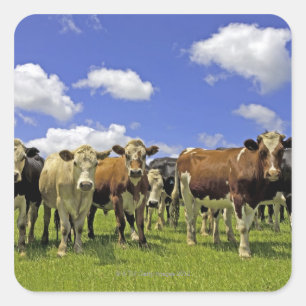 Nieuw-Zeeland, Noord-eiland, Australië Vierkante Sticker