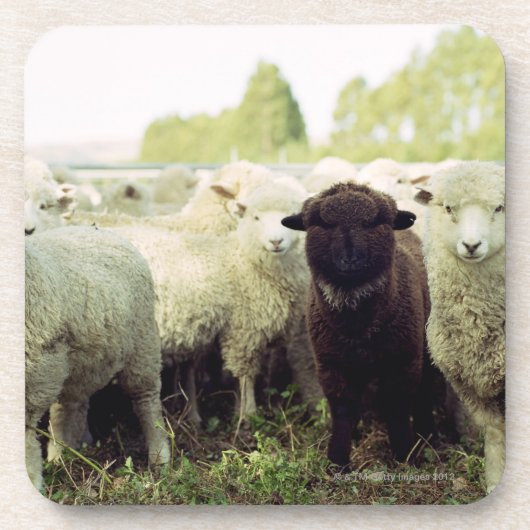 Nieuw-Zeeland Onderzetter (Voorkant)