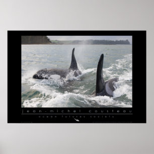 Nieuw-Zeeland Orca Poster