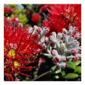 Nieuw-Zeeland Pohutukawa Tree Red Blossom Perfect Poster (Voorkant)