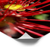 Nieuw-Zeeland Pohutukawa Tree Red Blossom Perfect Poster (Hoek)