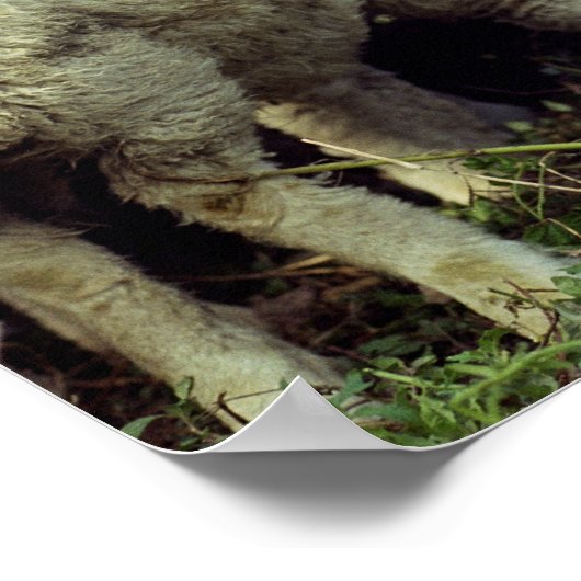 Nieuw-Zeeland Poster (Hoek)