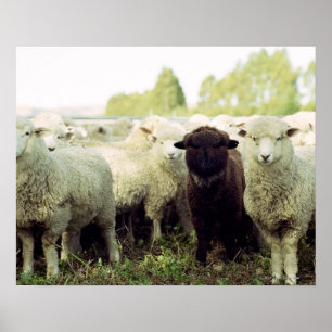 Nieuw-Zeeland Poster