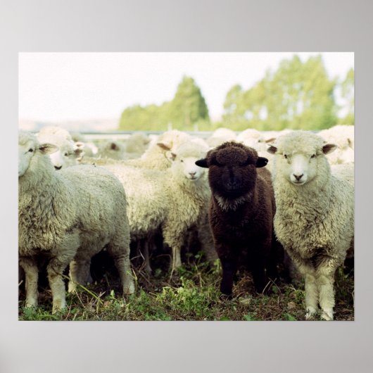 Nieuw-Zeeland Poster (Voorkant)