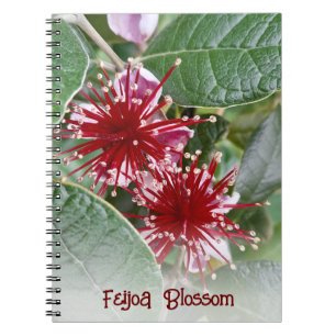 Nieuw-Zeeland Rode Floral Feijoa Blossom Notitieboek