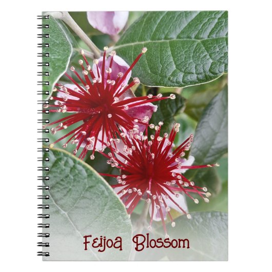 Nieuw-Zeeland Rode Floral Feijoa Blossom Notitieboek (Voorkant)