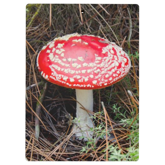 Nieuw-Zeeland, Rotorua, Taupo Volcanic Zone Klembord (Achterkant)