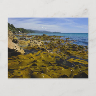 Nieuw-Zeeland, Southland, Stewart Island. Kelp Briefkaart