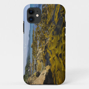 Nieuw-Zeeland, Southland, Stewart Island. Kelp iPhone 11 Hoesje