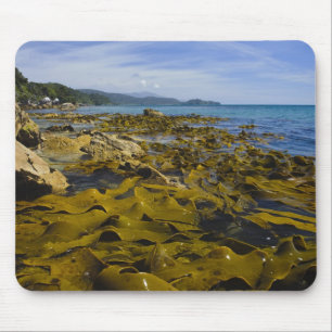 Nieuw-Zeeland, Southland, Stewart Island. Kelp Muismat