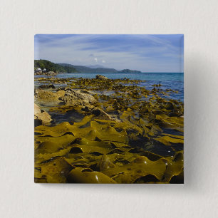 Nieuw-Zeeland, Southland, Stewart Island. Kelp Vierkante Button 5,1 Cm