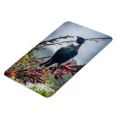 Nieuw-Zeeland Tui - Fotografie op magneet (Linkerzijde)