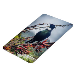 Nieuw-Zeeland Tui - Fotografie op magneet
