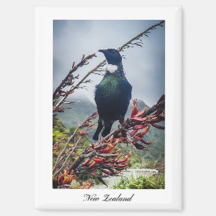 Nieuw-Zeeland Tui Vogelmagneet Magneet
