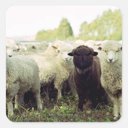 Nieuw-Zeeland Vierkante Sticker (Voorkant)