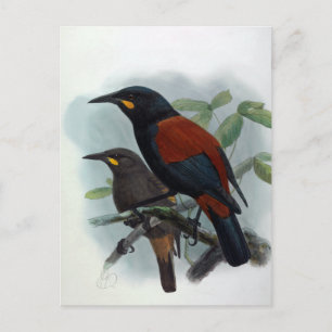 Nieuw-Zeeland vogelillustratie Zaddleback Briefkaart