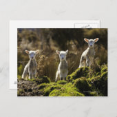 Nieuw-Zeeland, Zuid-eiland, Fiordland National Briefkaart (Voorkant / Achterkant)