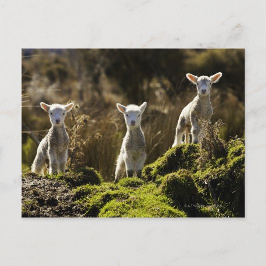 Nieuw-Zeeland, Zuid-eiland, Fiordland National Briefkaart (Voorkant)