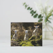 Nieuw-Zeeland, Zuid-eiland, Fiordland National Briefkaart (Staand voorkant)