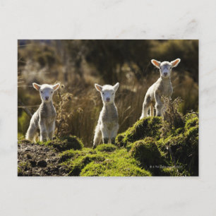 Nieuw-Zeeland, Zuid-eiland, Fiordland National Briefkaart