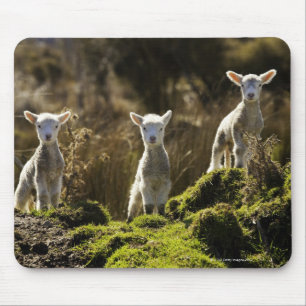 Nieuw-Zeeland, Zuid-eiland, Fiordland National Muismat