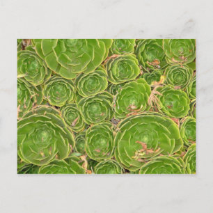 Nieuw-Zeeland, Zuid-eiland. Succulent. Briefkaart