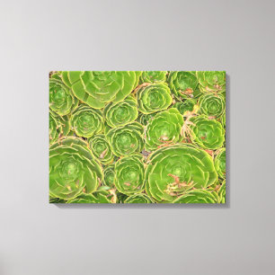 Nieuw-Zeeland, Zuidereiland. Succulent. Canvas Afdruk