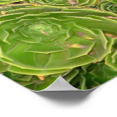 Nieuw-Zeeland, Zuidereiland. Succulent. Poster (Hoek)