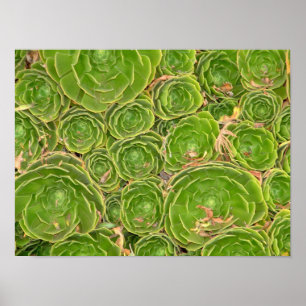 Nieuw-Zeeland, Zuidereiland. Succulent. Poster