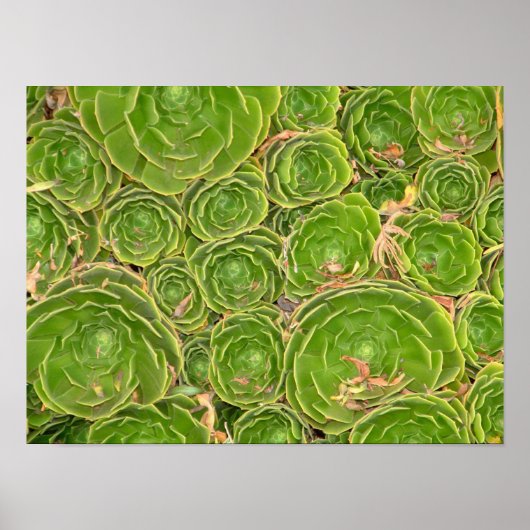 Nieuw-Zeeland, Zuidereiland. Succulent. Poster (Voorkant)