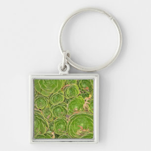 Nieuw-Zeeland, Zuidereiland. Succulent. Sleutelhanger