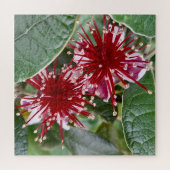 Nieuw-Zeelandse Blooming van Feijoa Legpuzzel (Horizontaal)