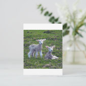 Nieuw-Zeelandse lammeren Briefkaart (Staand voorkant)