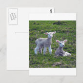 Nieuw-Zeelandse lammeren Briefkaart (Voorkant / Achterkant)