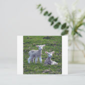 Nieuw-Zeelandse lammeren Briefkaart (Staand voorkant)