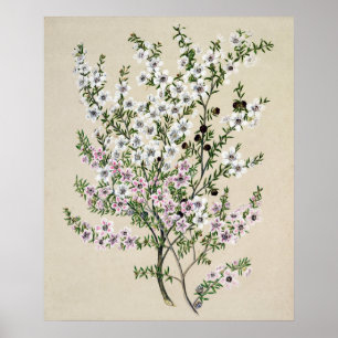 Nieuw-Zeelandse Manuka Flower (Leptospermum Scopar Poster