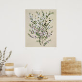 Nieuw-Zeelandse Manuka Flower (Leptospermum Scopar Poster (Keuken)