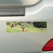 Nieuw-Zeelandse tags Bumpersticker (Op auto)