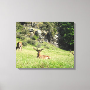 Nieuw-Zeelandse tags Canvas Afdruk