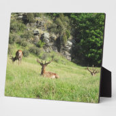 Nieuw-Zeelandse tags Fotoplaat (Zijkant)