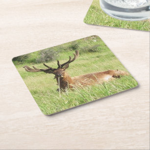 Nieuw-Zeelandse tags Kartonnen Onderzetters