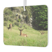 Nieuw-Zeelandse tags Luchtverfrisser (Links)