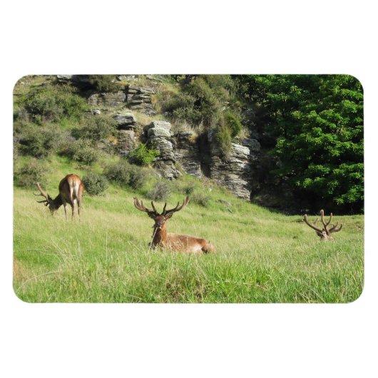 Nieuw-Zeelandse tags Magneet (Horizontaal)