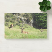 Nieuw-Zeelandse tags Post-it® Notes (Kantoor)