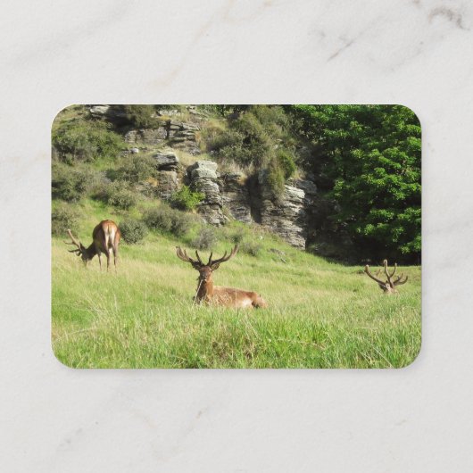 Nieuw-Zeelandse tags Visitekaartje (Achterkant)