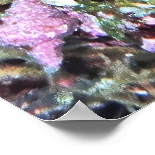 Nieuw-Zeelandse vis Poster (Hoek)